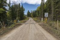 Alberta Canada Dirt Road Through Forest Vegetation