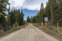 Alberta Canada Dirt Road Through Forest Vegetation