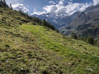 green grass and wildflowers in the alpine mountainside with snow covered peaks on both sides