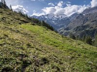 green grass and wildflowers in the alpine mountainside with snow covered peaks on both sides