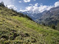 green grass and wildflowers in the alpine mountainside with snow covered peaks on both sides