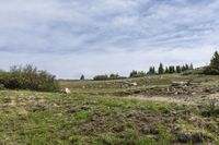 Alpine Landscape in the Colorado Mountains