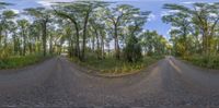 a view of an empty country road through the trees and grass below it there is the image of a couple cars passing by