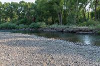 a tree stands next to a river that is very dry and has trees in it