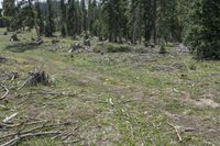 a large forest that has been destroyed with trees laying in it's grass field