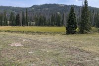 Antonito Colorado Landscape: Forest and Grassy Field