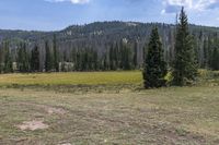 Antonito Colorado Landscape: Forest and Grassy Field 002