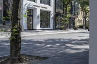 a tree sitting on top of a street next to a building and sidewalk with brick pavers