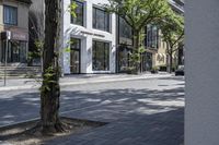 a tree sitting on top of a street next to a building and sidewalk with brick pavers