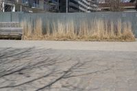 a empty park bench in front of tall buildings with tall grass in the background and an empty sidewalk behind