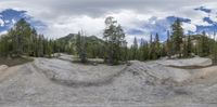 an image of a wide view from a low angle of some trees in the middle