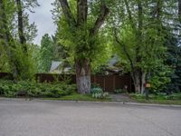 an empty street lined with trees and a mountain range in the distance in the back