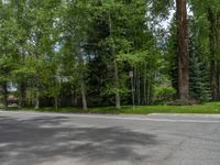 a road and trees line a residential street in a residential area in a neighborhood with no parking