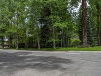 a road and trees line a residential street in a residential area in a neighborhood with no parking