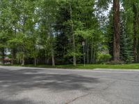 a road and trees line a residential street in a residential area in a neighborhood with no parking