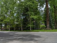 a road and trees line a residential street in a residential area in a neighborhood with no parking