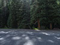 an asphalt road in the middle of a forest, with evergreen trees in the background