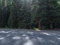 an asphalt road in the middle of a forest, with evergreen trees in the background