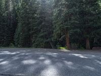 an asphalt road in the middle of a forest, with evergreen trees in the background