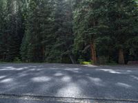 an asphalt road in the middle of a forest, with evergreen trees in the background