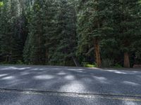 an asphalt road in the middle of a forest, with evergreen trees in the background