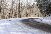 Asphalt Forest Road on a Sunny Day in Nature