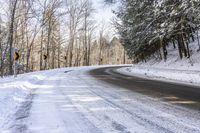 Asphalt Forest Road on a Sunny Day in Nature