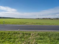 Asphalt Road in Berlin: Nature and Grass