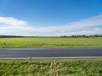 Asphalt Road in Berlin: Nature and Grass