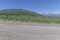 Asphalt Road in Colorado Highland Surrounded by Vegetation