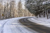 Asphalt Road Through the Forest in Canada