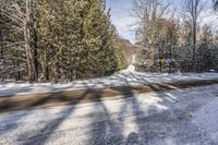 Asphalt Road Through Forest on a Sunny Day