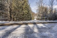 Asphalt Road Through Forest on a Sunny Day