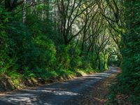 Asphalt Road Through Forest: Day Shadow Scene