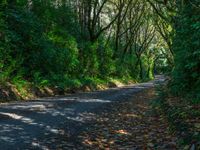 Asphalt Road Through Forest: Day Shadow Scene