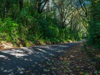 Asphalt Road Through Forest: Day Shadow Scene