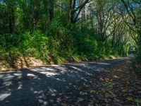 Asphalt Road Through Forest: Day Shadow Scene