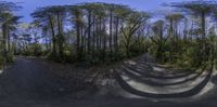 a panorama of trees, dirt and dirt road with a sky background and sun reflecting from the bottom