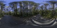 a tree lined road next to many forest trees with curved shadows on it and in a circle