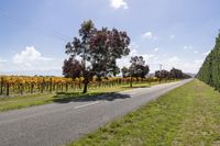 Asphalt Road in a Natural Landscape with Trees