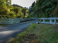 road and gate in lush countryside area, surrounded by trees with green foliage and forest on either side