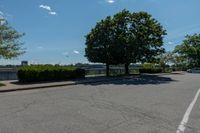 an empty lot in a city with a large tree on the corner and no traffic