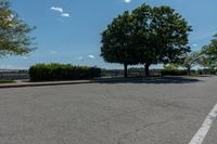 an empty lot in a city with a large tree on the corner and no traffic