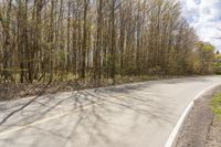 the asphalt road is in front of some tall trees with a few leaves on the sides