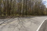 the asphalt road is in front of some tall trees with a few leaves on the sides