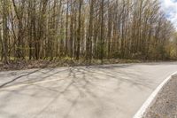 the asphalt road is in front of some tall trees with a few leaves on the sides