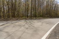 the asphalt road is in front of some tall trees with a few leaves on the sides