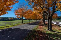 trees near a farm in the fall with leaves on the ground and grass on the road