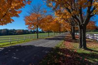 trees near a farm in the fall with leaves on the ground and grass on the road