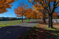 trees near a farm in the fall with leaves on the ground and grass on the road